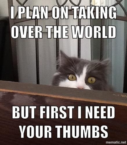 Cat Humor #6